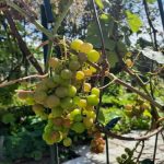 Por qué podar las uvas si ya dan fruto: consejos para los cultivadores de dacha por-que-podar-las-uvas-si-ya-dan-fruto-consejos.jpg